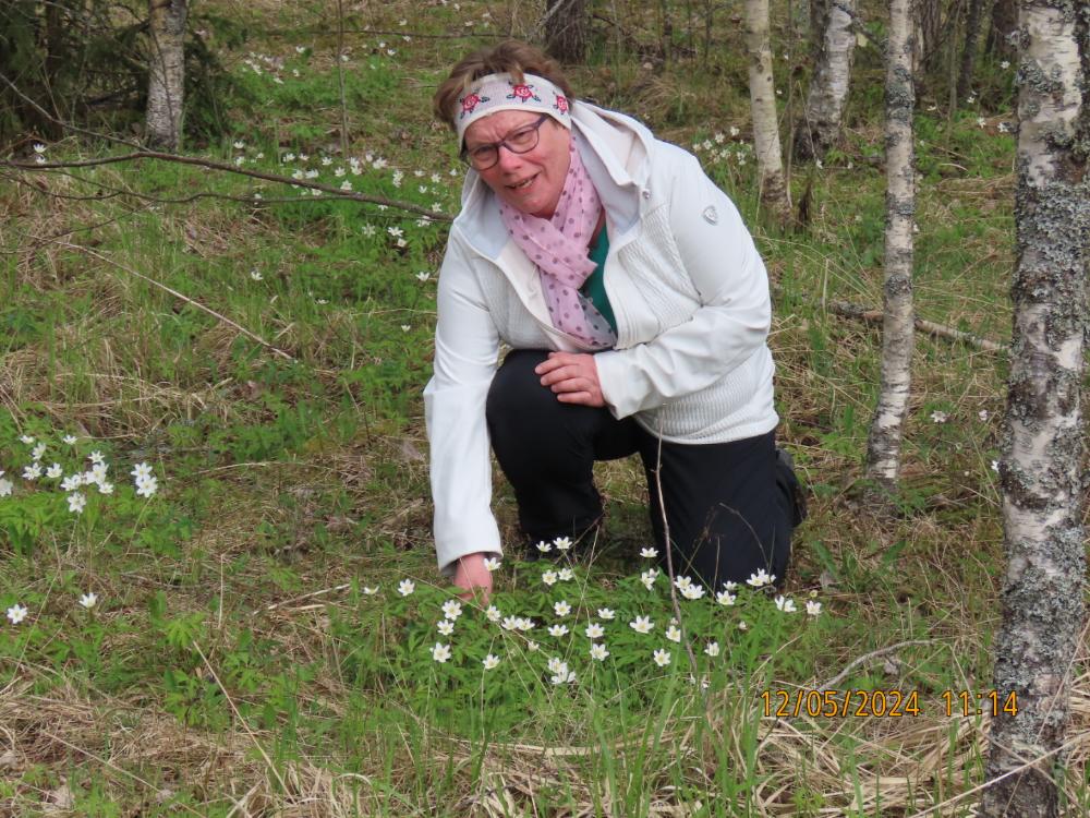 Marianne Kyrönviita poimii valkovuokkoja